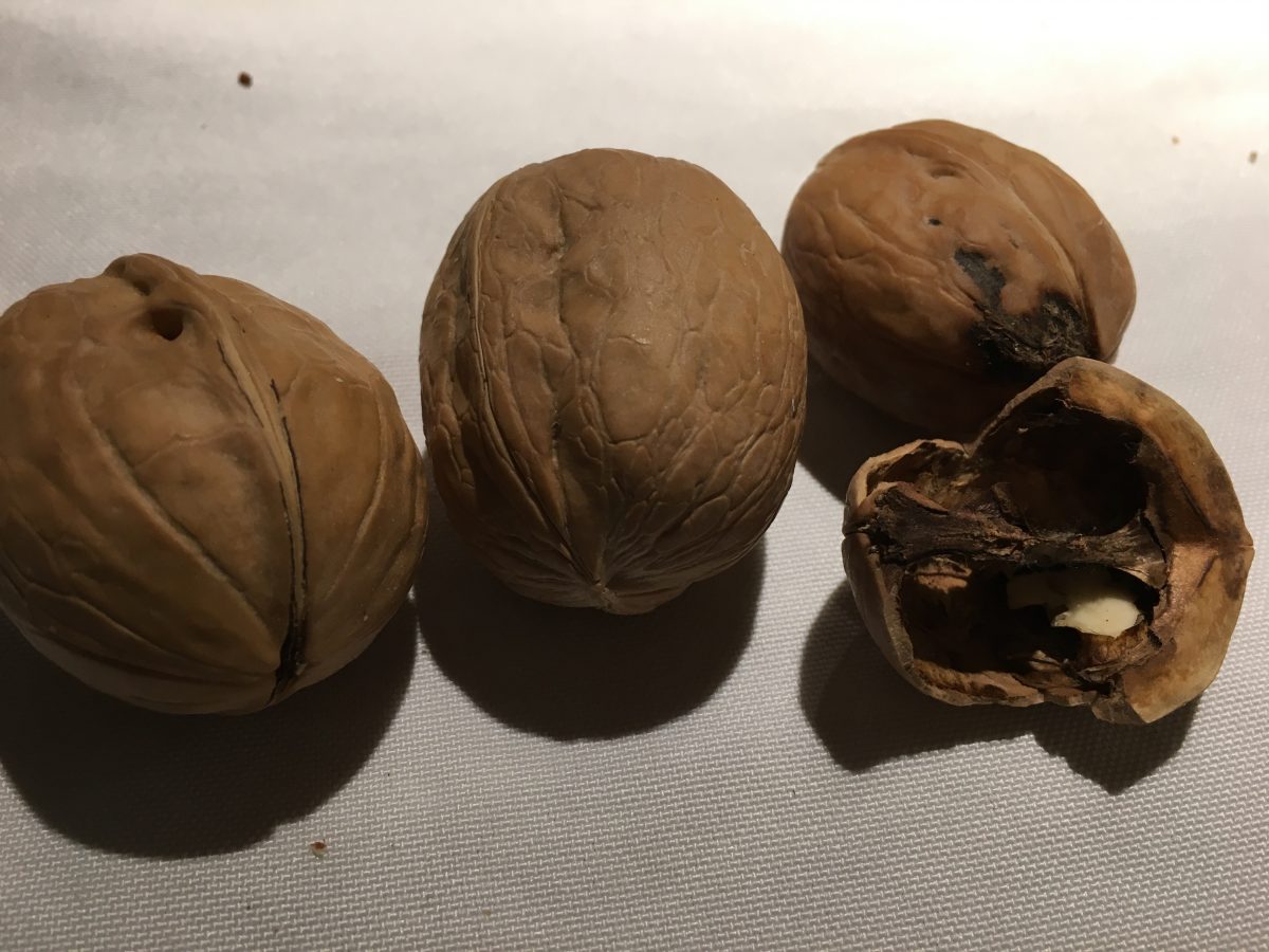 砸核桃
