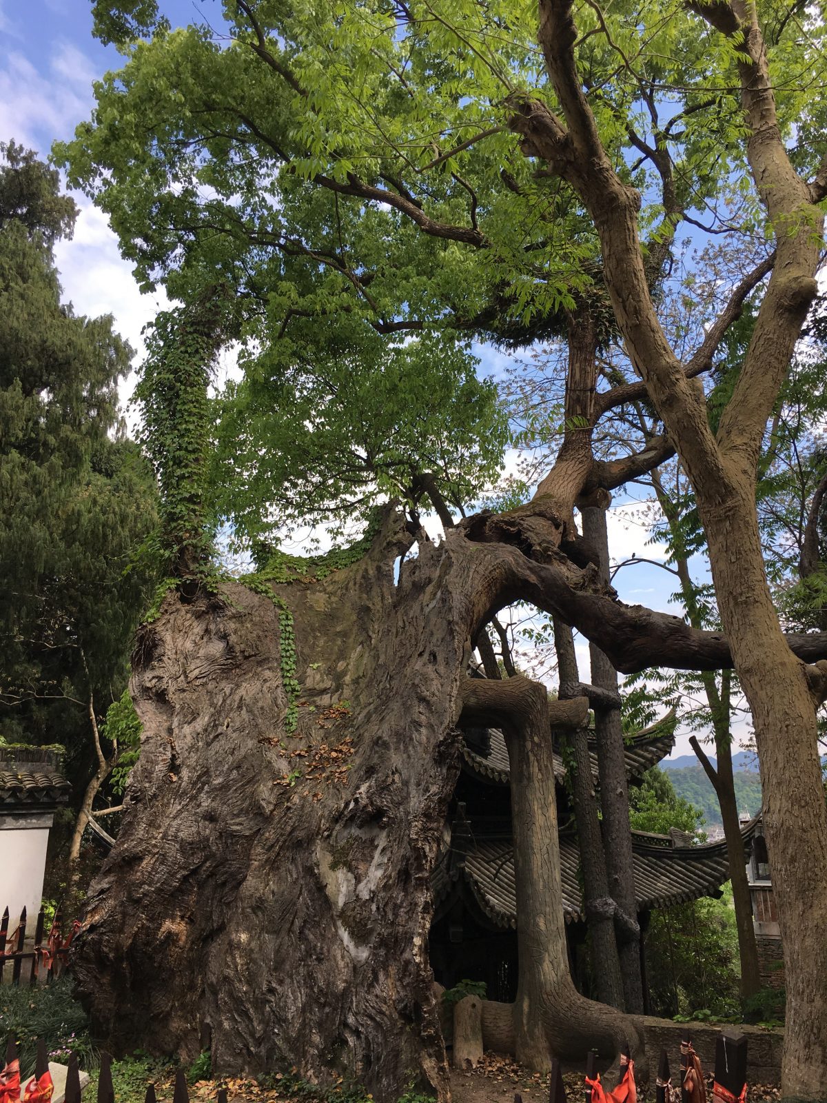 浙江临海城隍庙隋代古樟