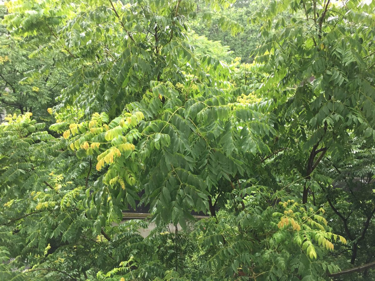 夏季·梅雨季节·上海·大雨