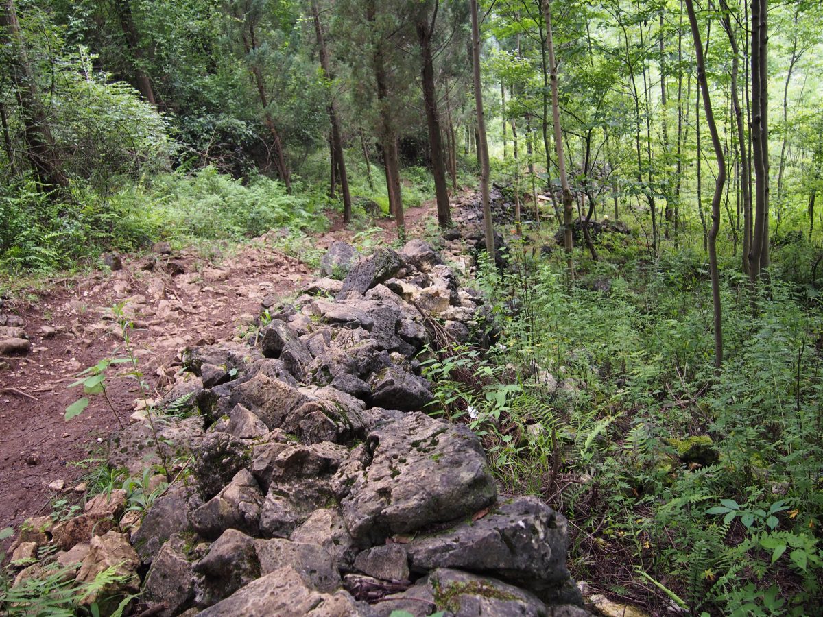贵州镇宁林间山路