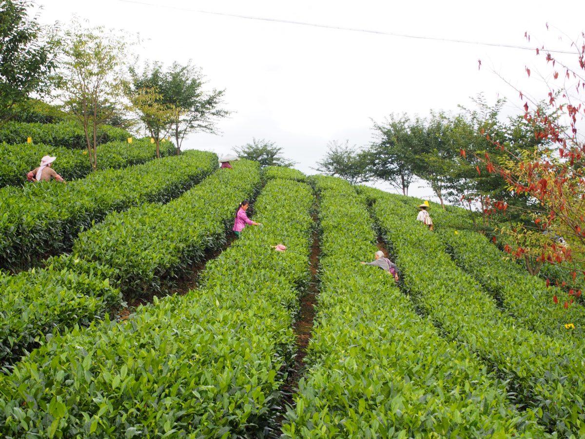 贵州湄潭茶园采茶人