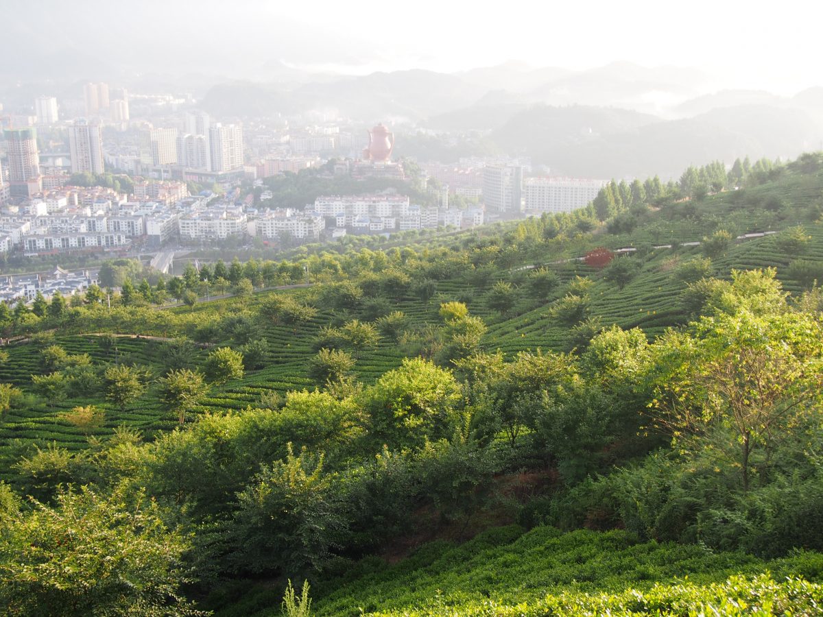 湄潭·象山茶园