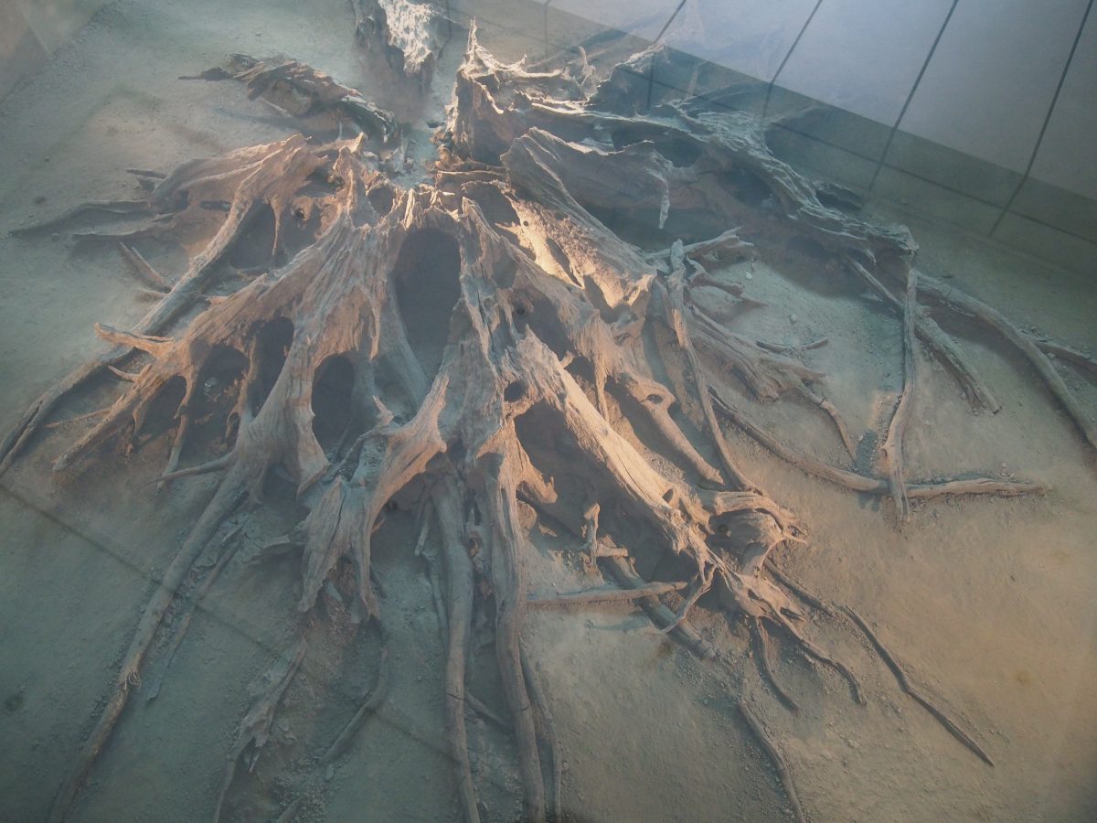 金沙遗址·古树桩