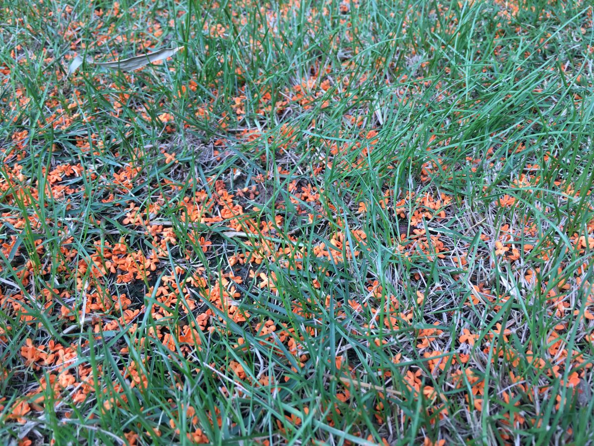 桂花