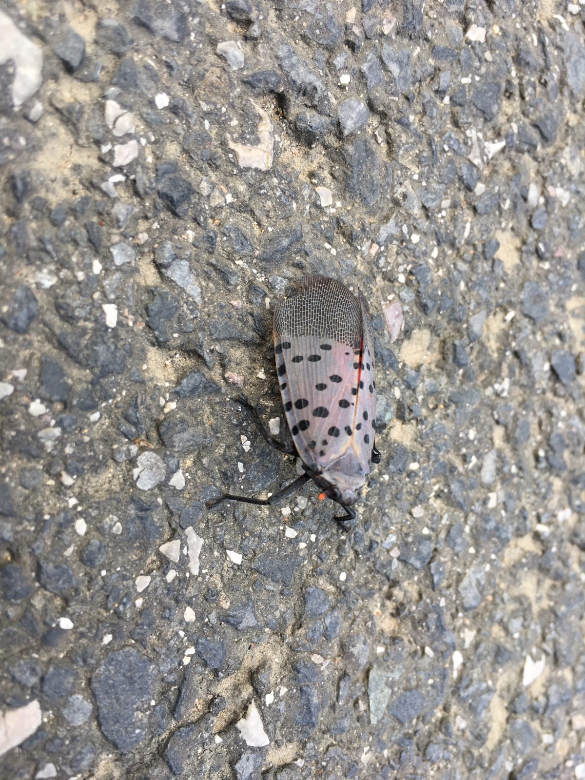 昆虫·斑衣蜡蝉