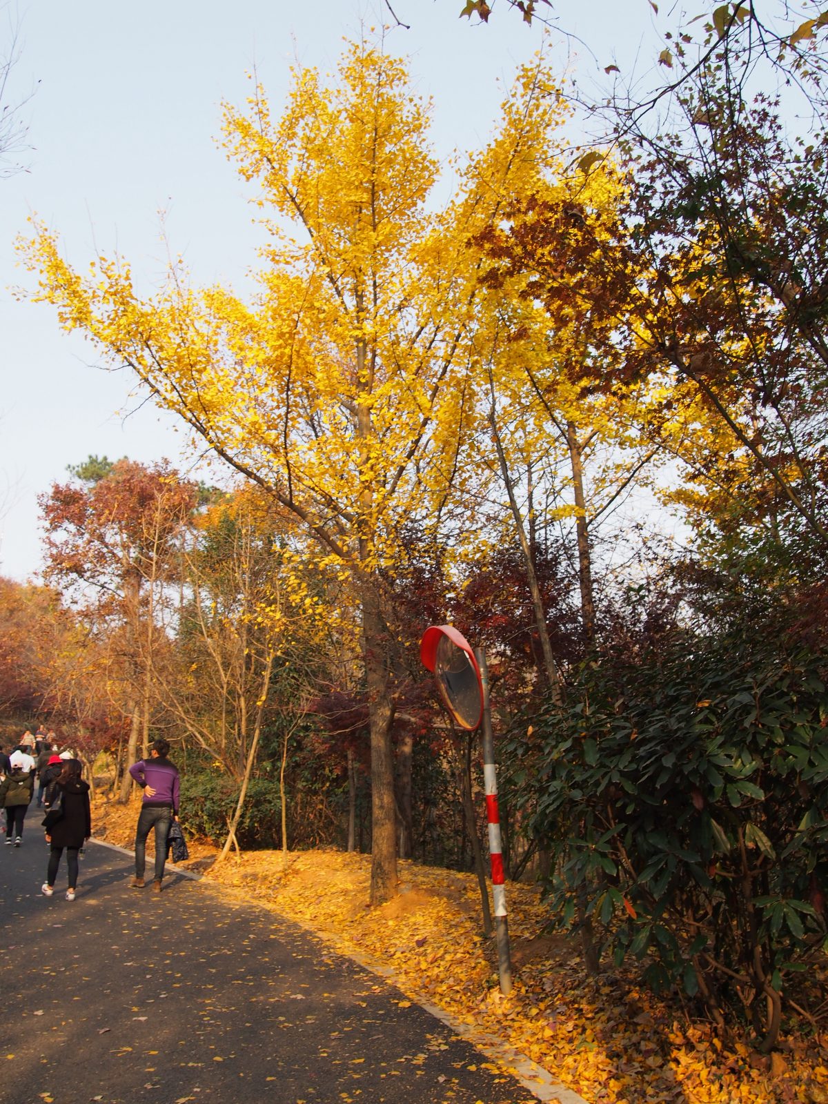 栖霞山秋色"