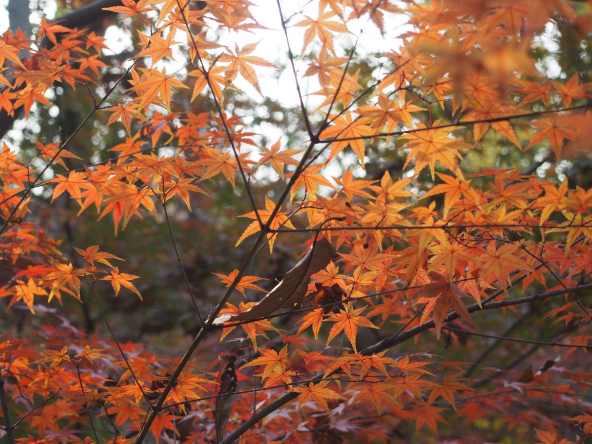 栖霞山枫叶