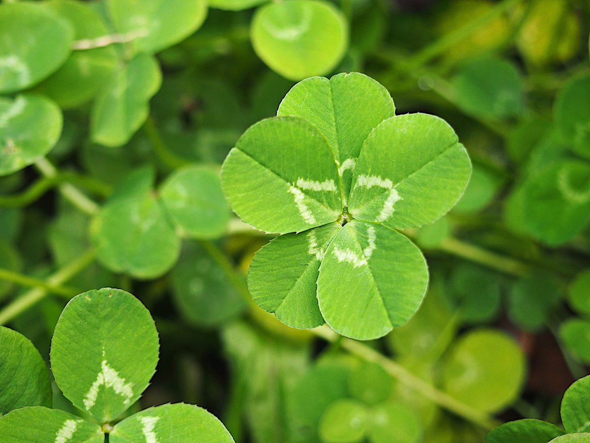 Four Leaf Clover 植物·五叶草·五片叶子的三叶草