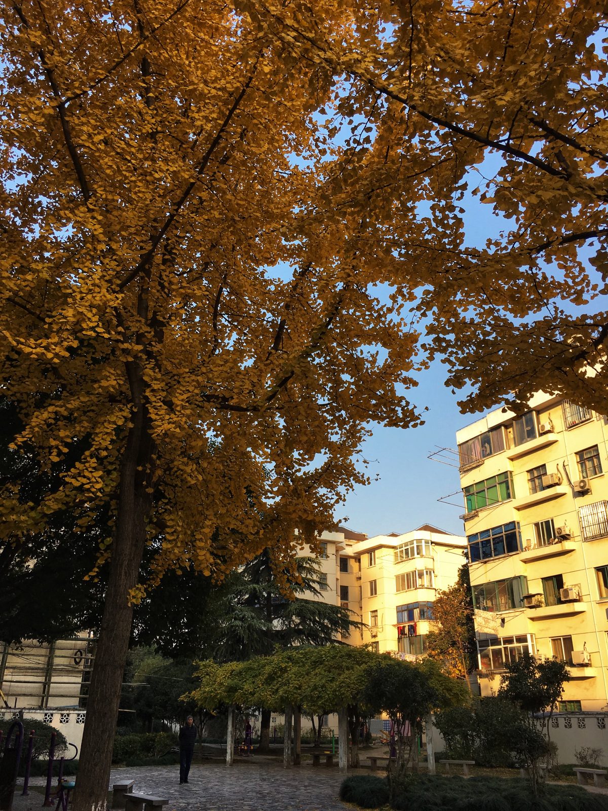 冬季·上海·松江·冬日清晨·城市·小区·树木·银杏