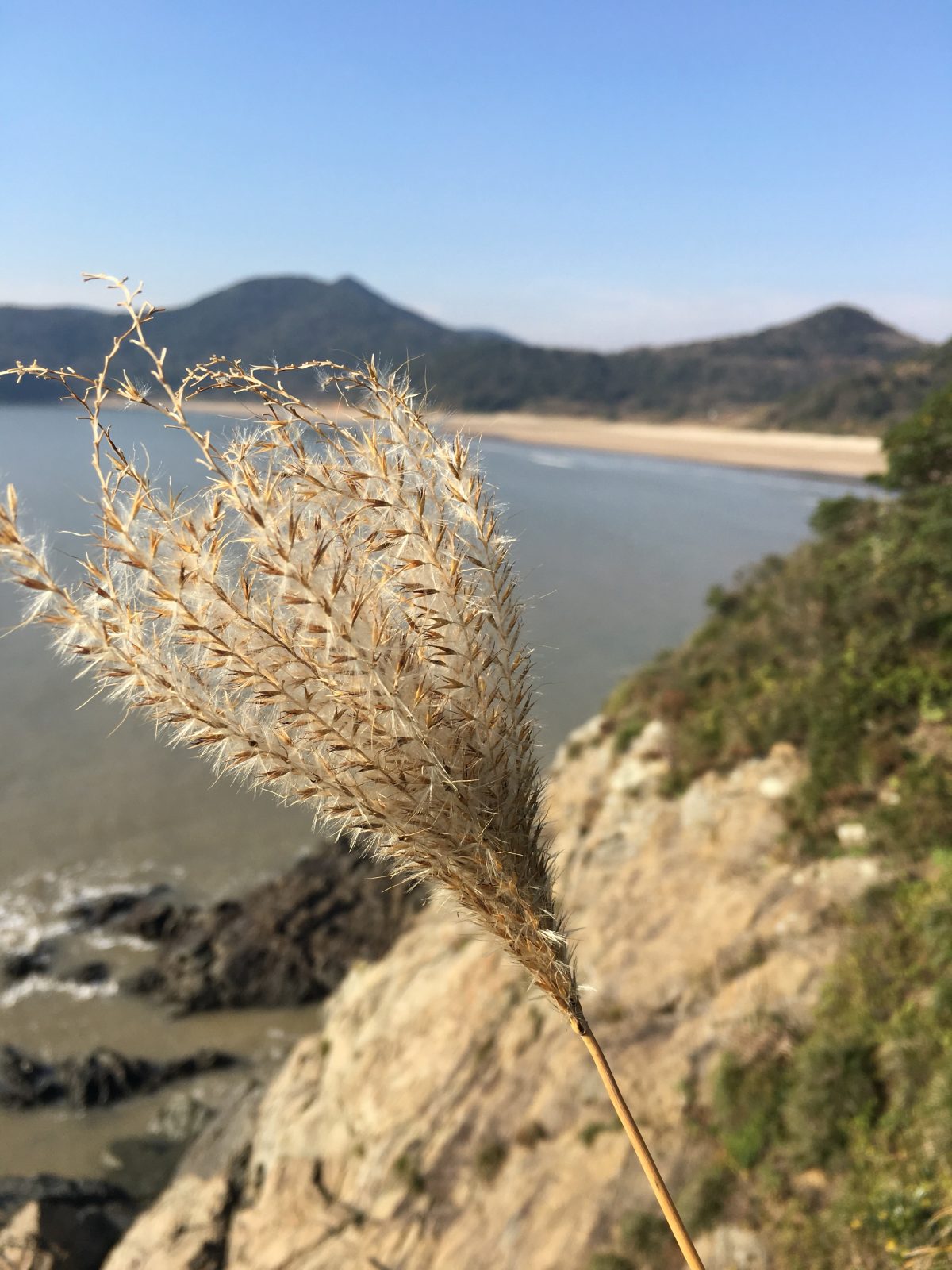芦花