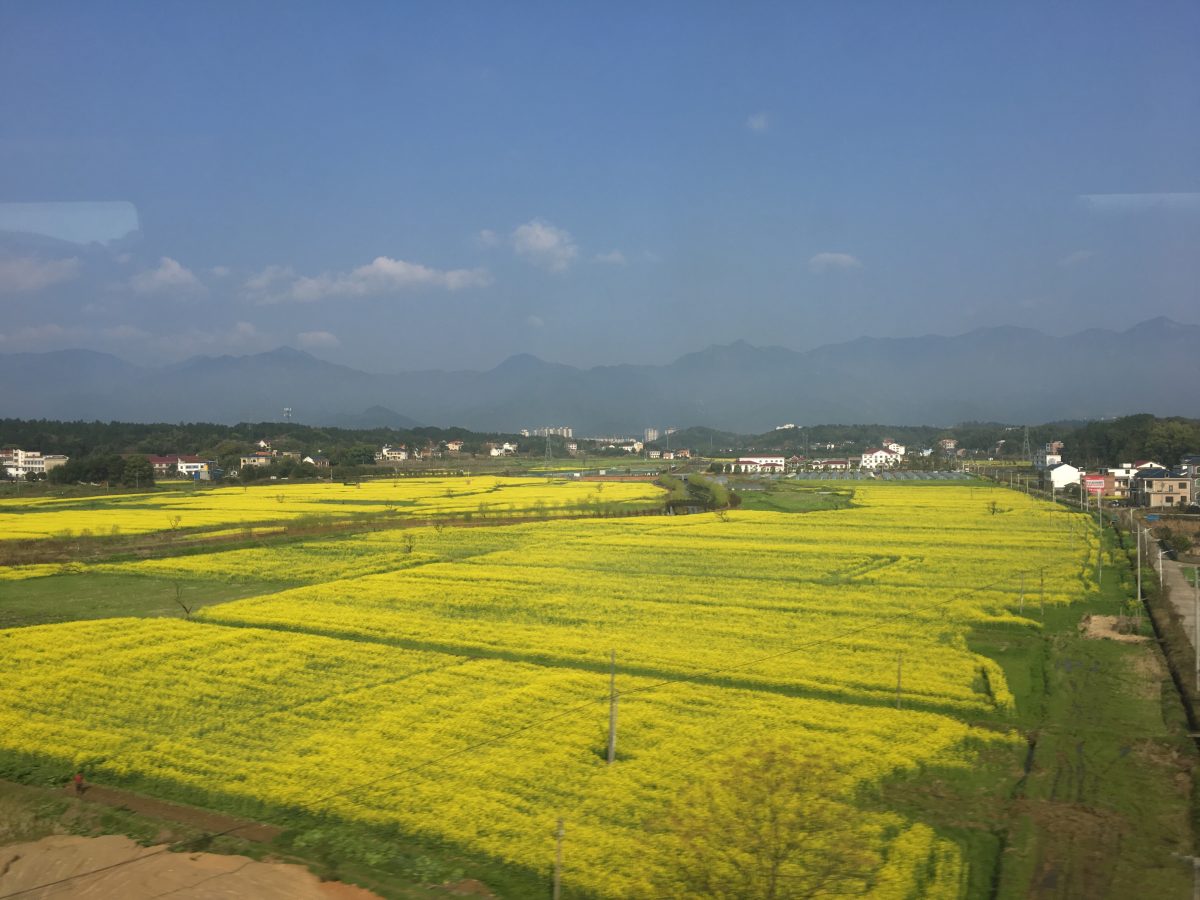 湖南衡阳地区的油菜花开了