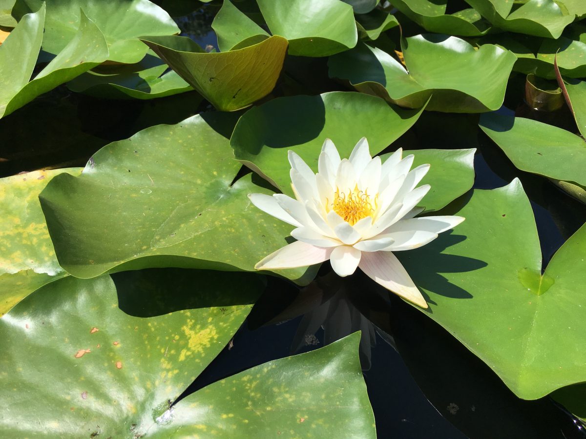 夏天·池塘·睡莲