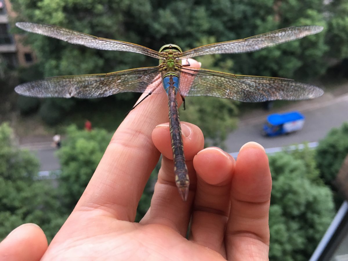 昆虫·蜻蜓