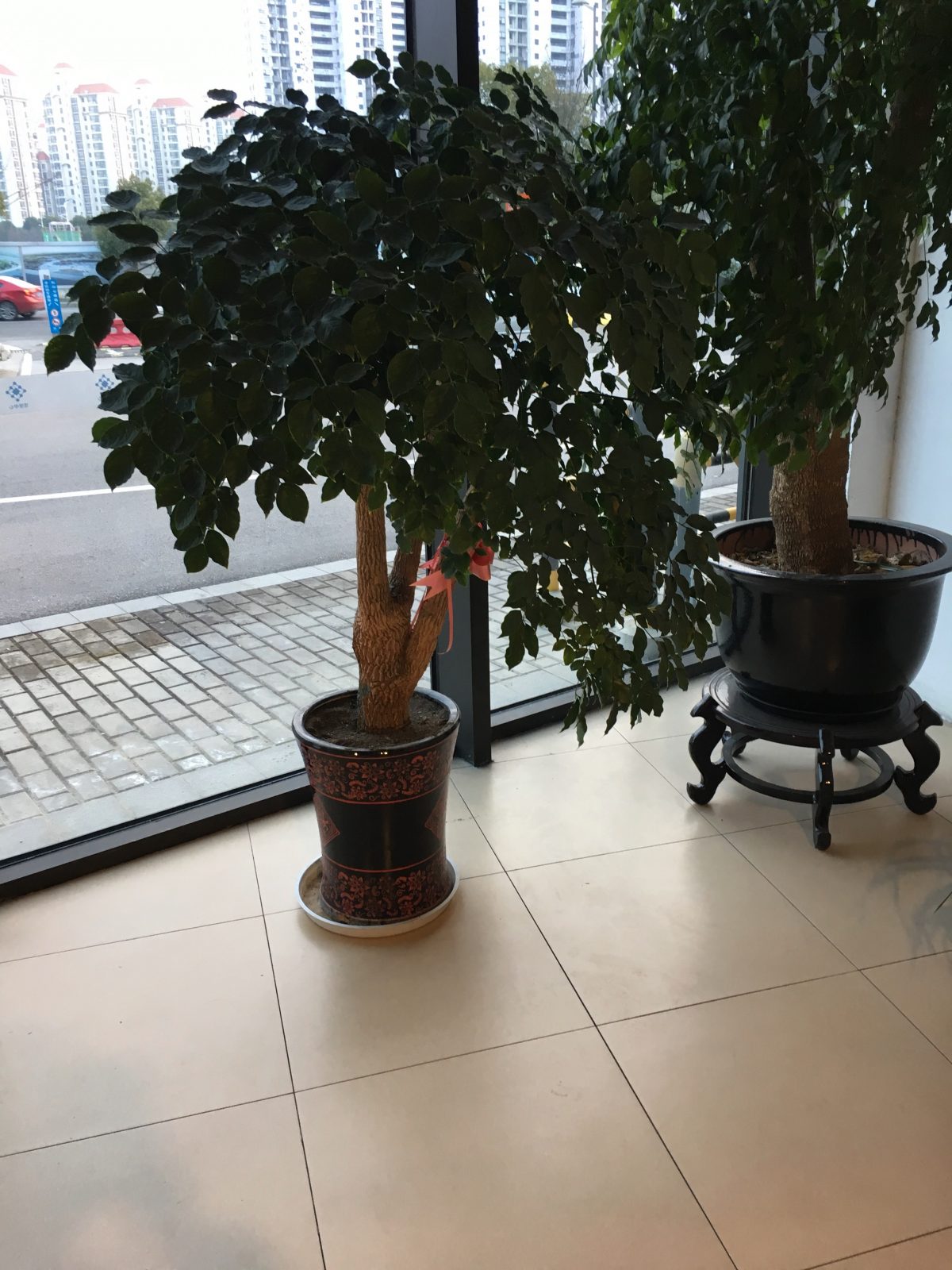 幸福树·菜豆树