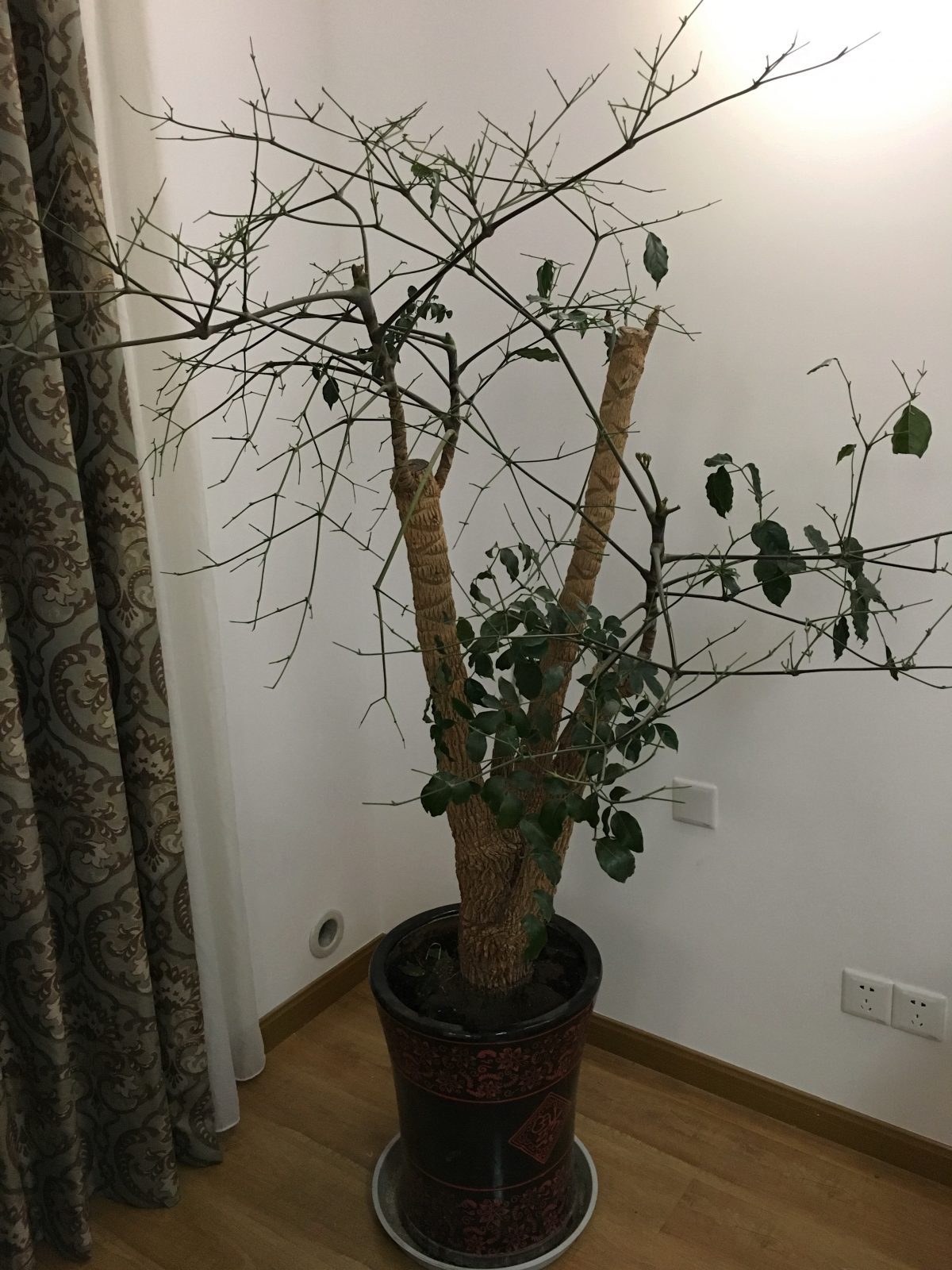 幸福树·菜豆树叶子掉光