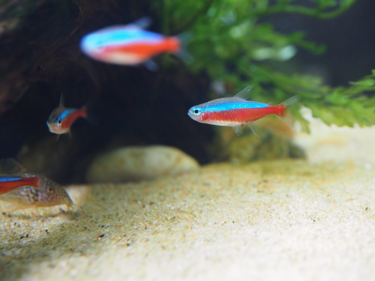 宝莲灯