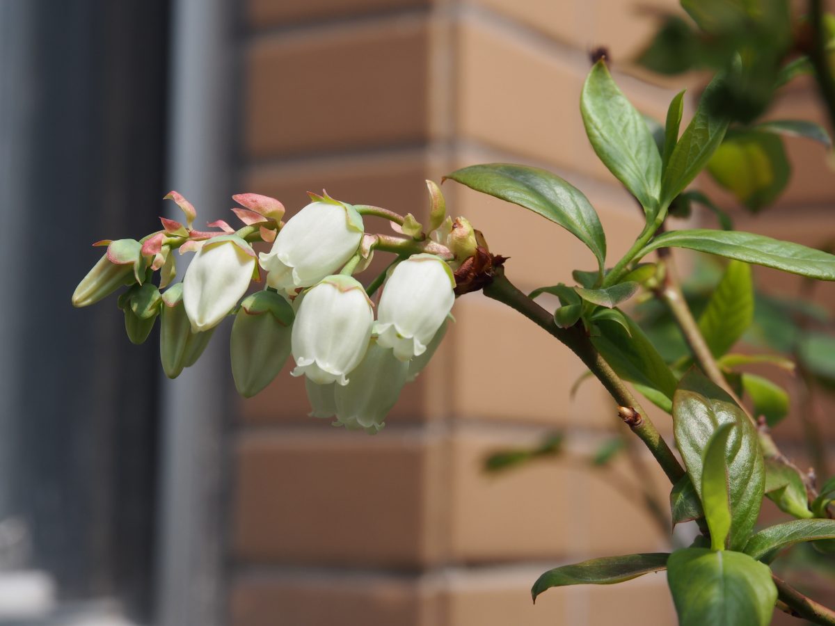 蓝莓开花