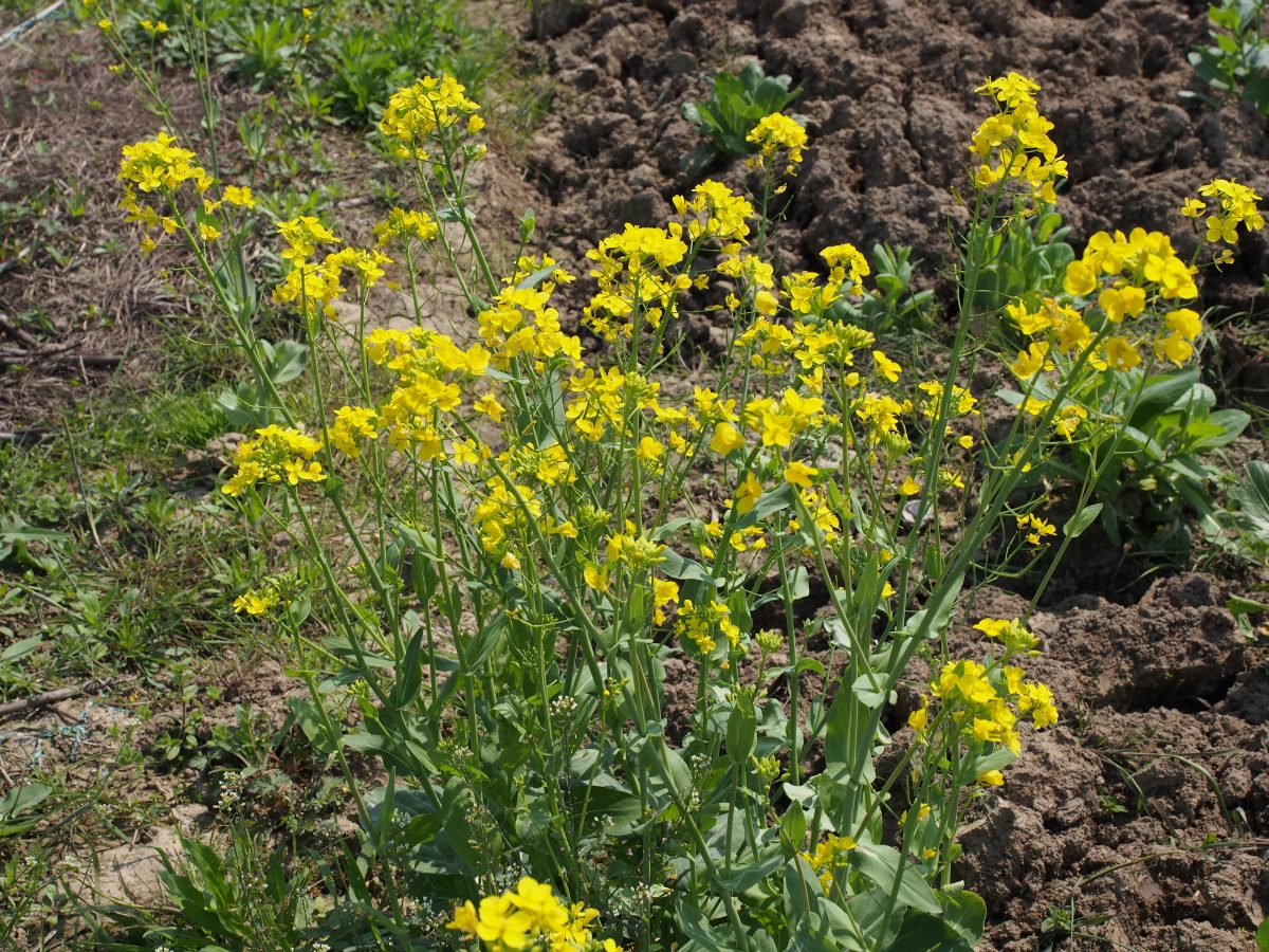 荒地油菜花