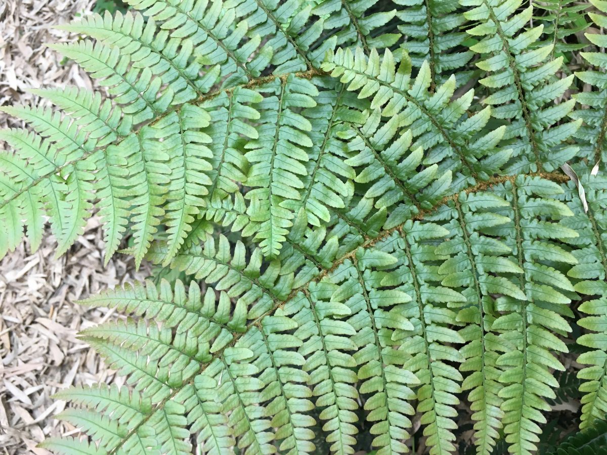 蕨类植物