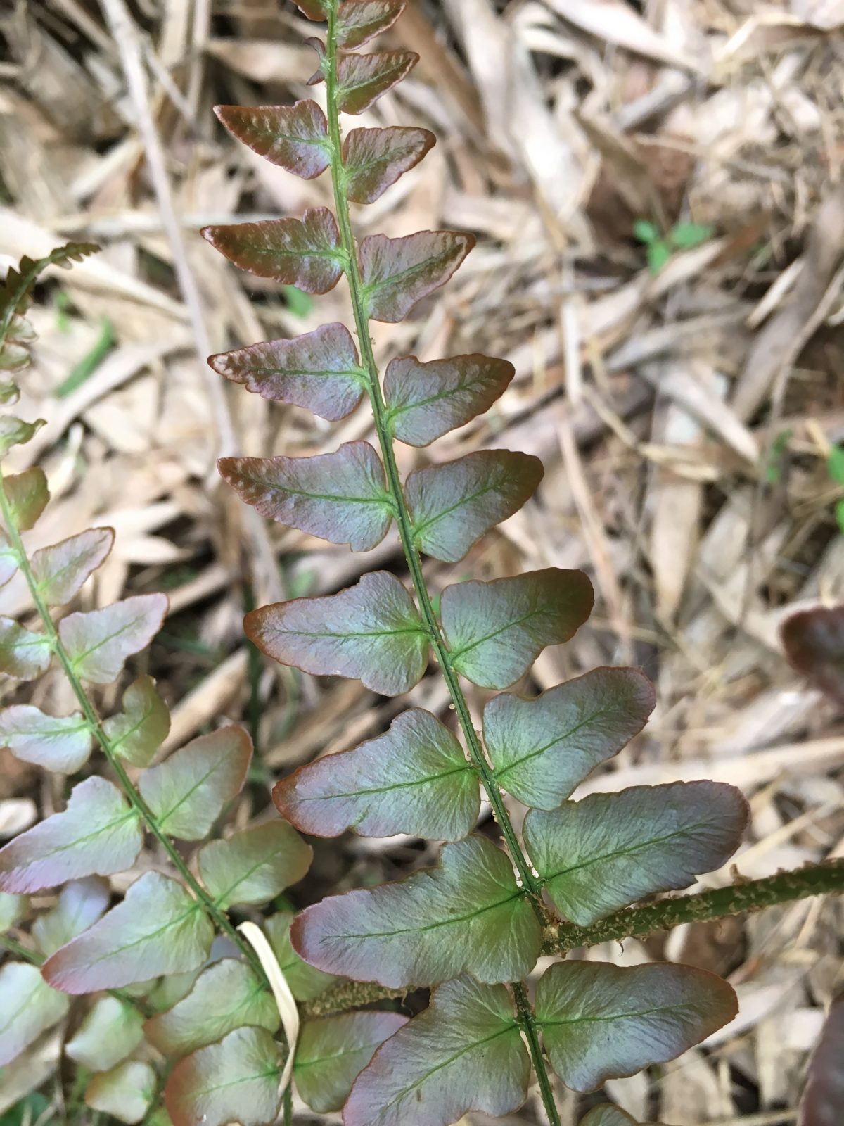 蕨类植物
