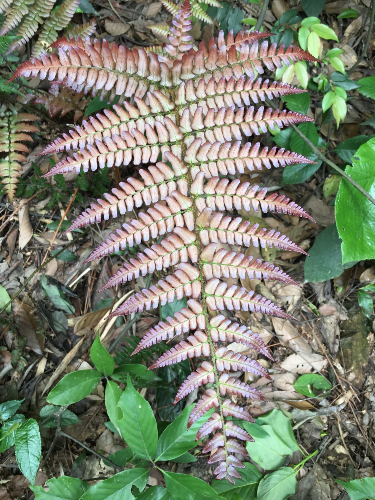 蕨类植物