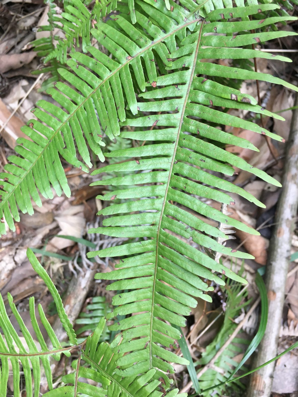 蕨类植物