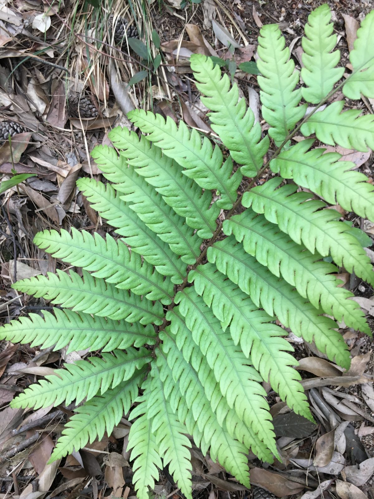 蕨类植物