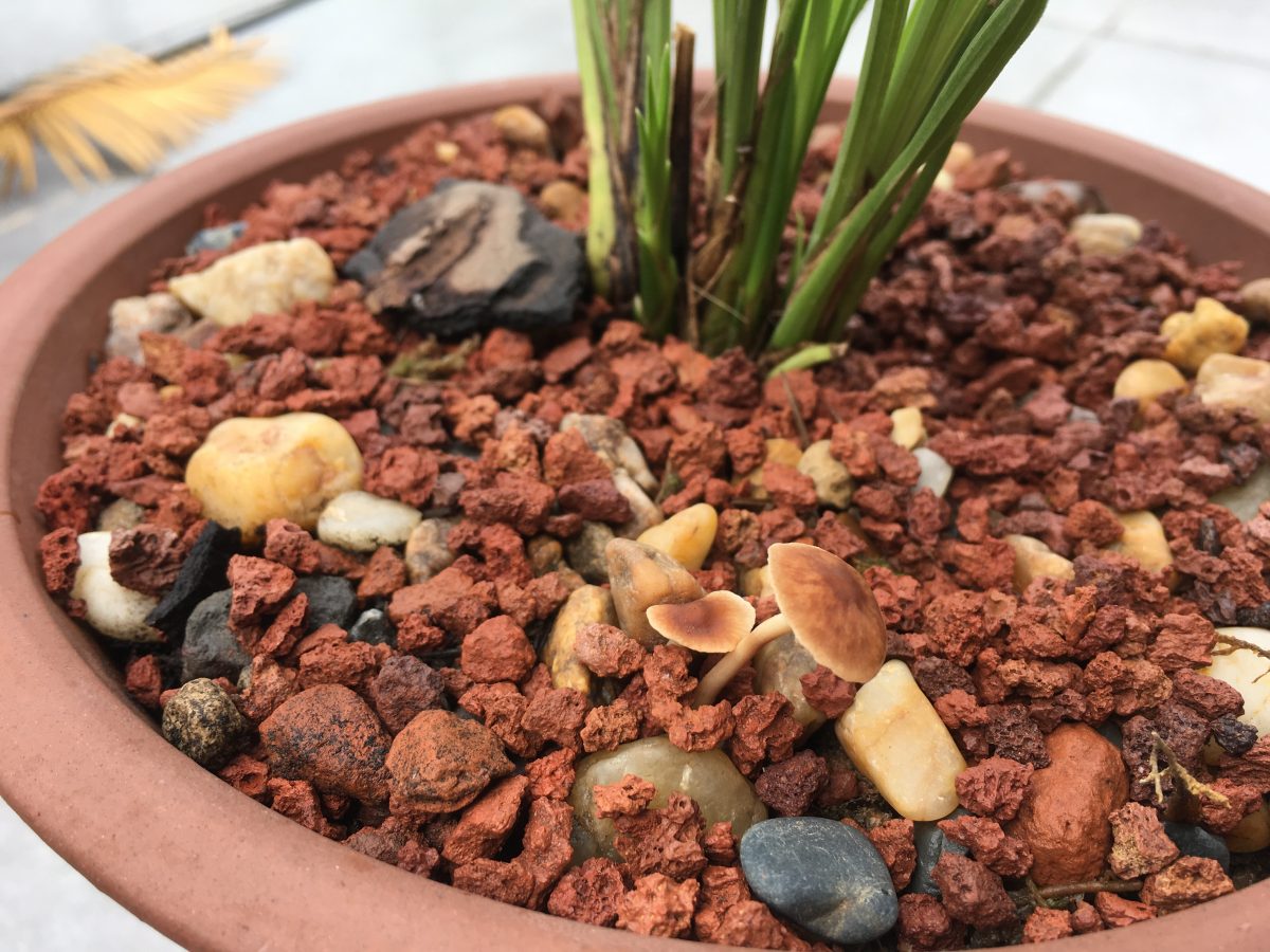 兰花·菌类植物