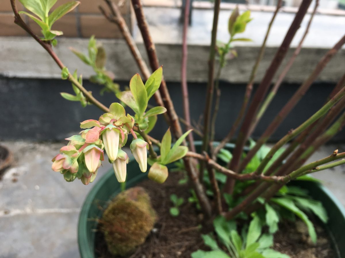 蓝莓
