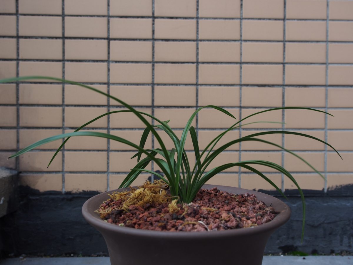 兰花宋梅
