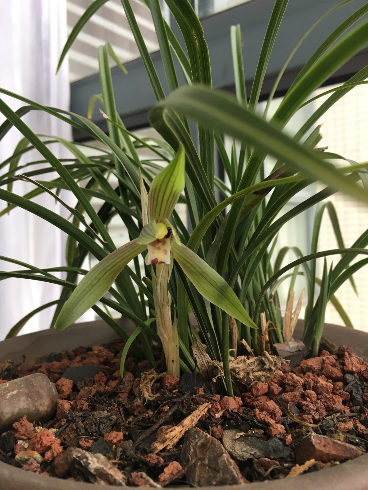 春兰开花日记