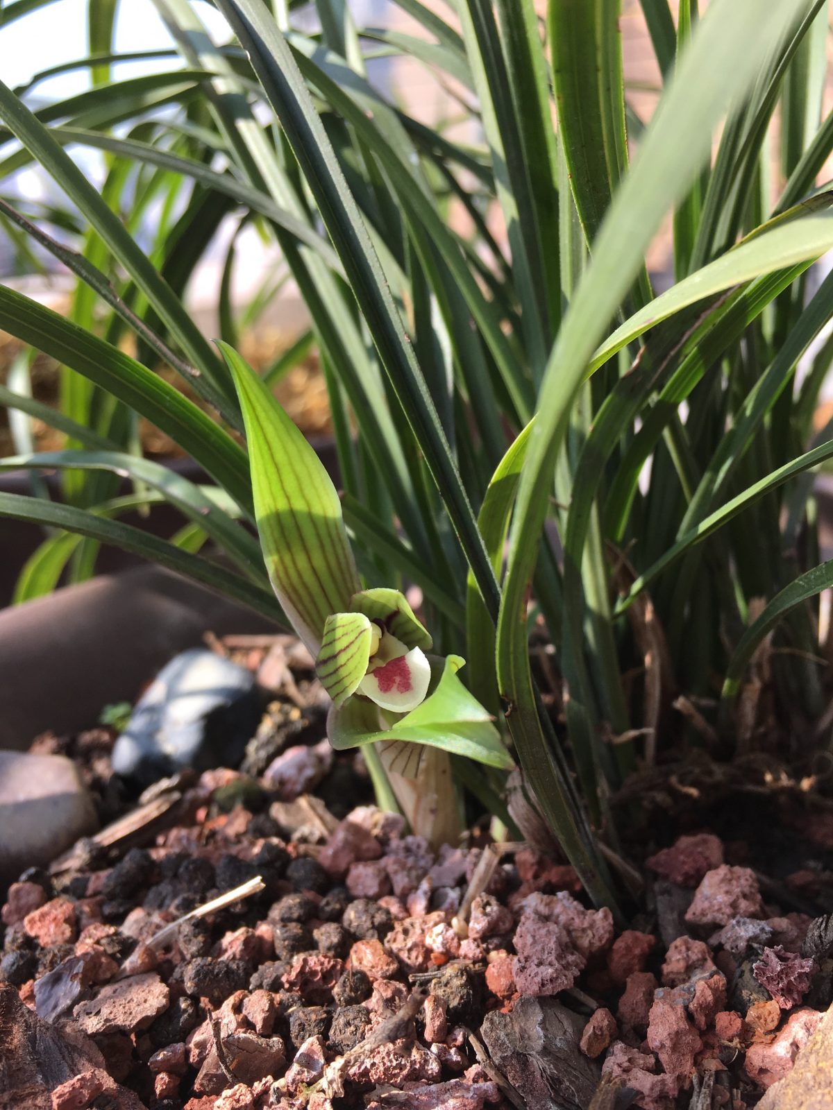 兰花花苞