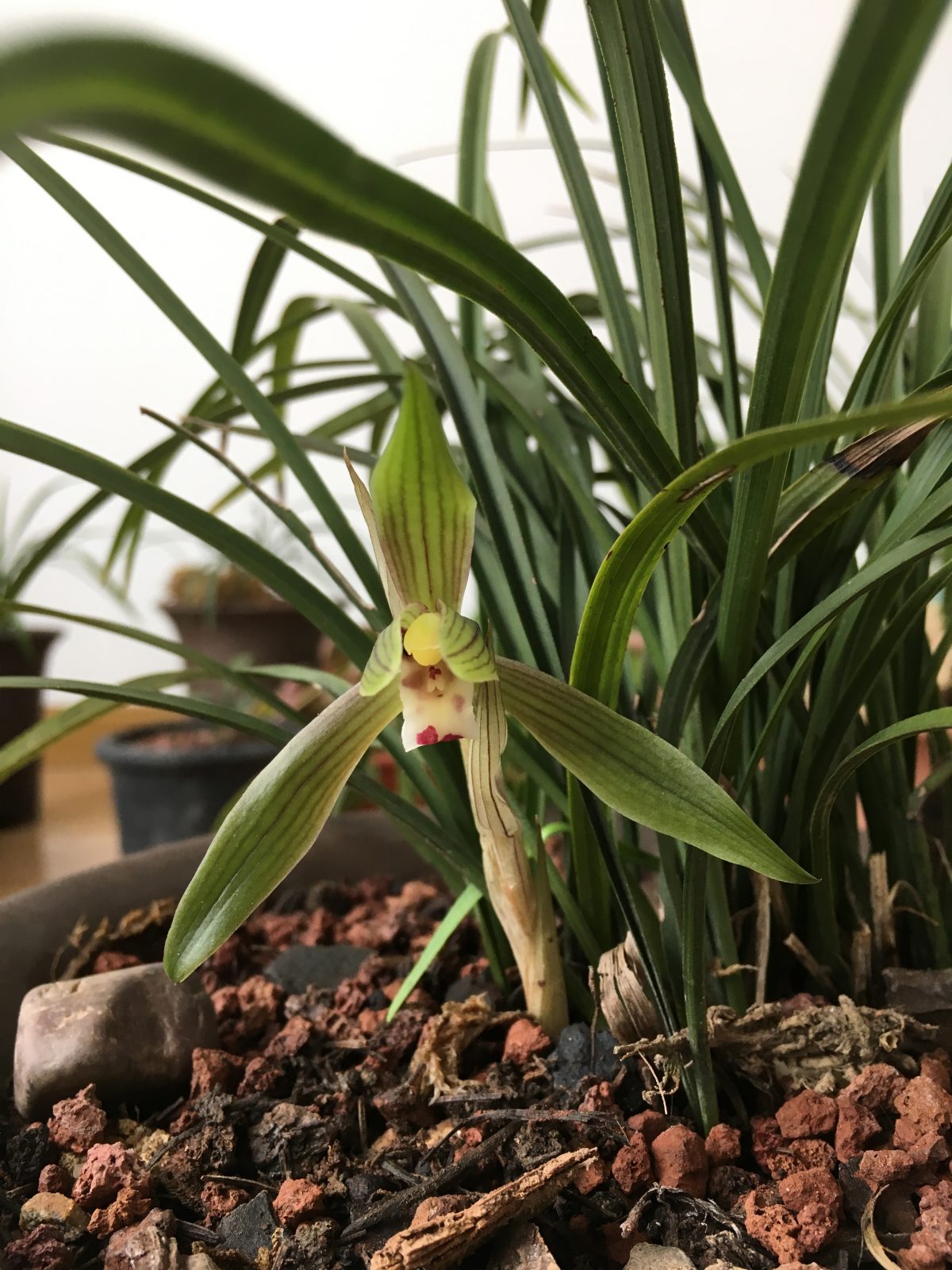 兰花开花过程