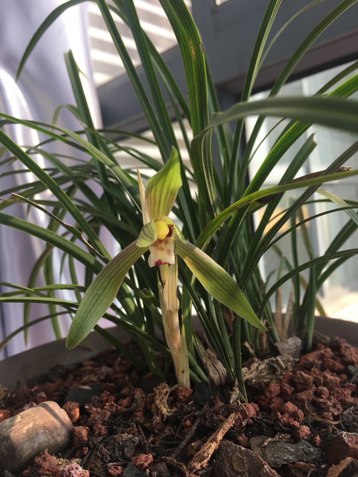 春兰开花记录