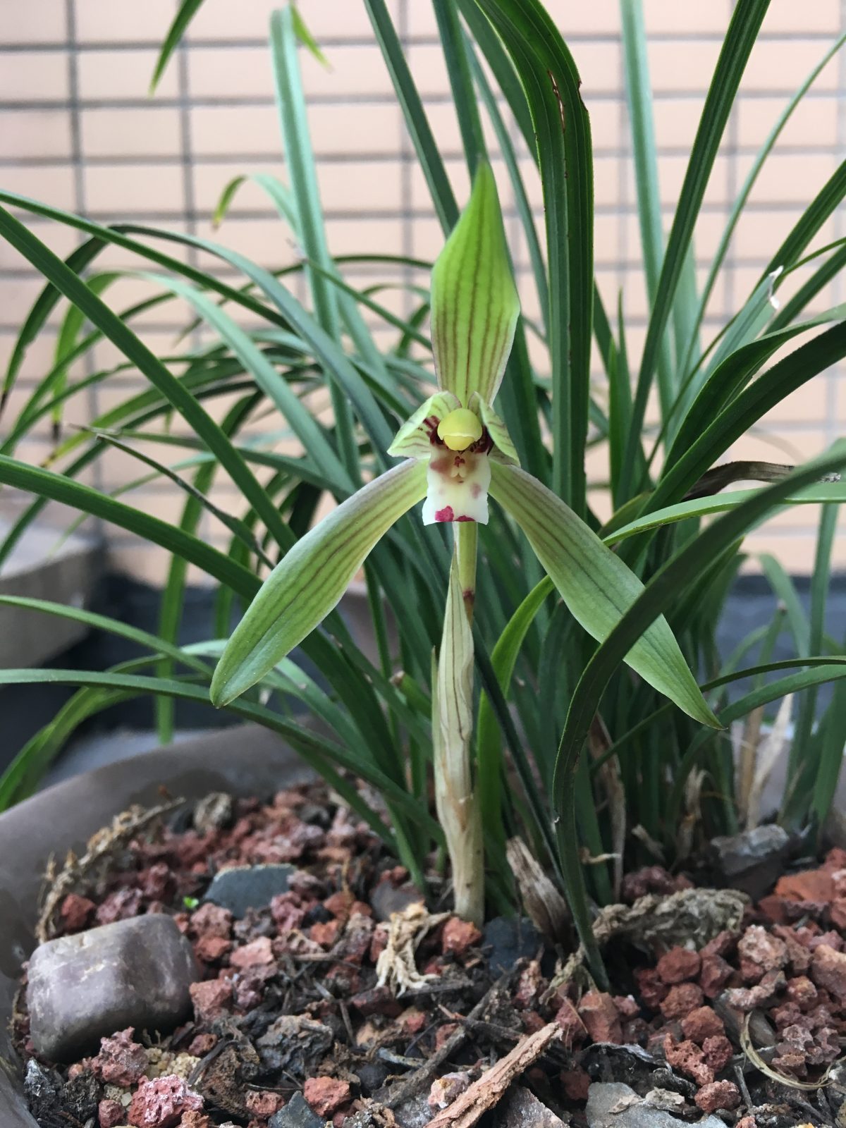 兰花·春兰·开花