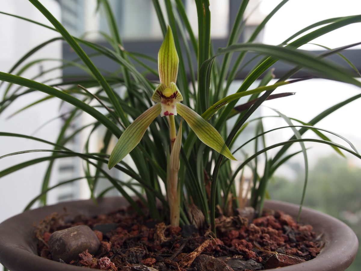 兰花开花