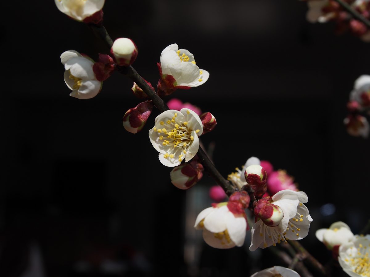 梅花开放