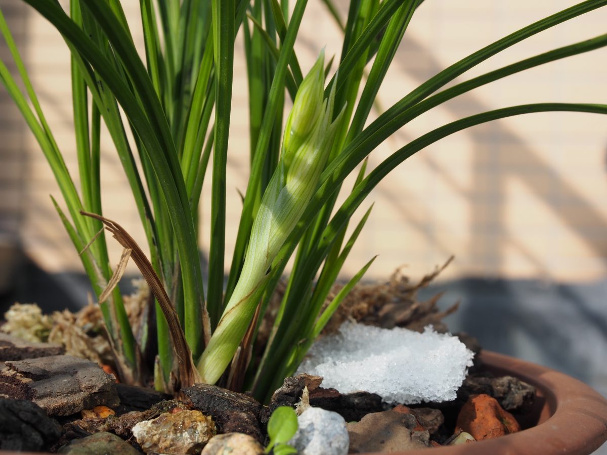 兰花·莲瓣兰·小雪素花箭