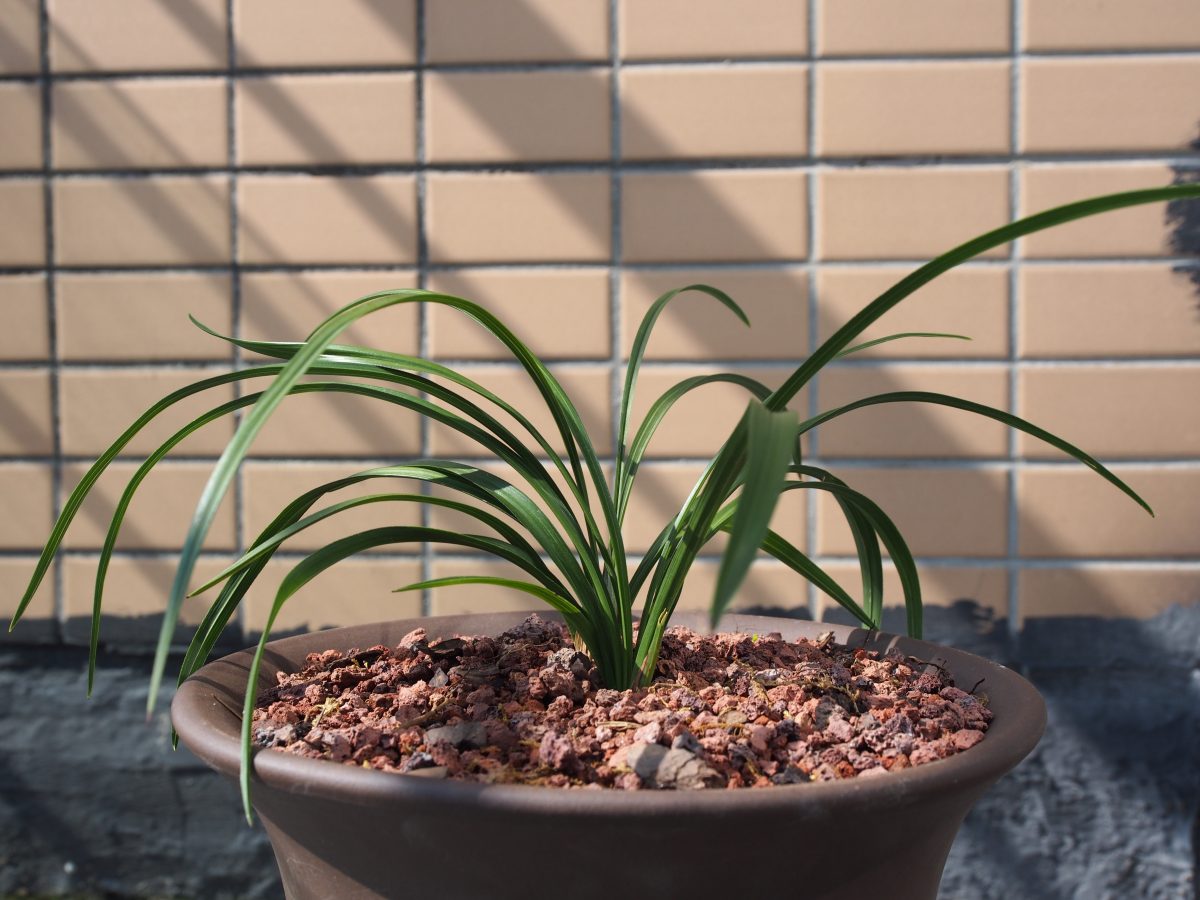 雪后的兰花·宋梅