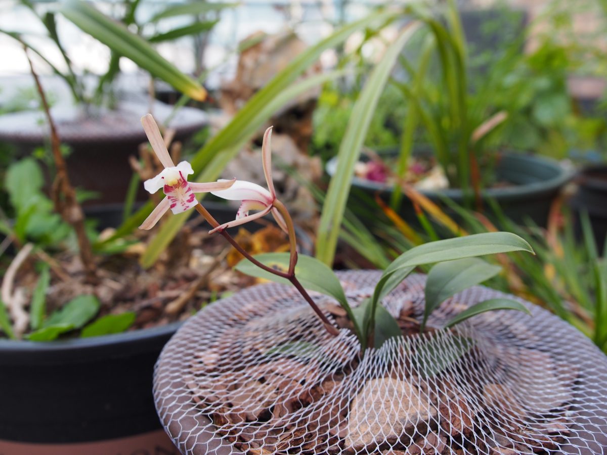 初夏季节·兔耳兰·开花