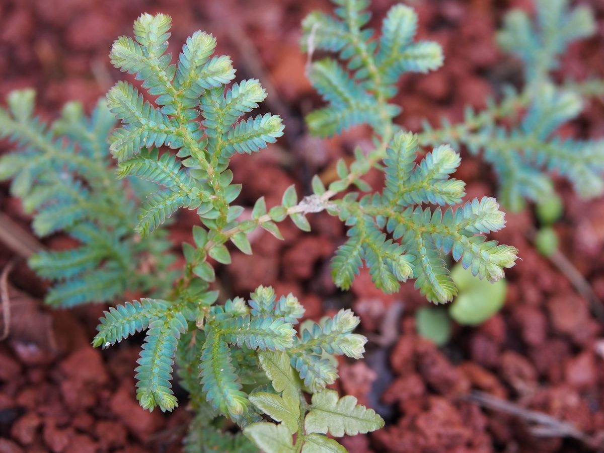 蕨类植物·翠云草