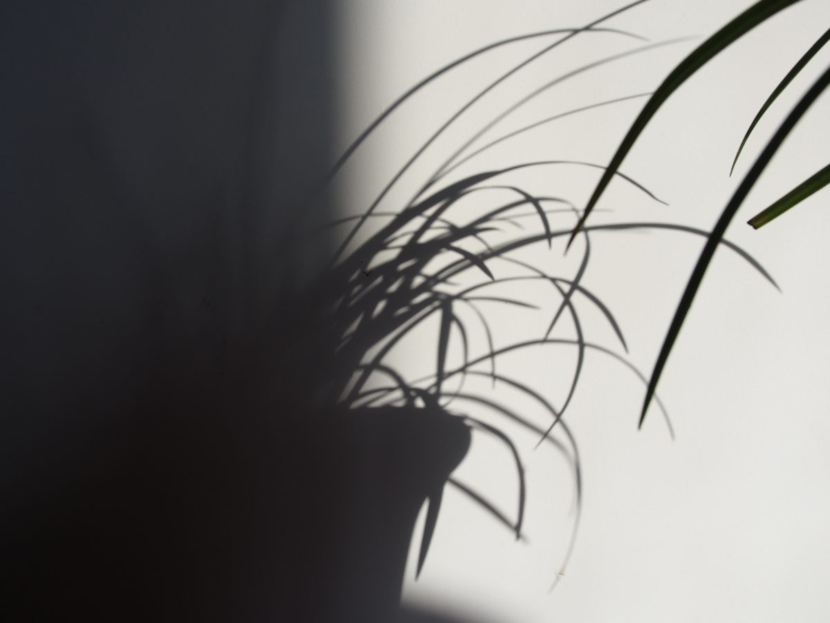 兰花·黑白·影子