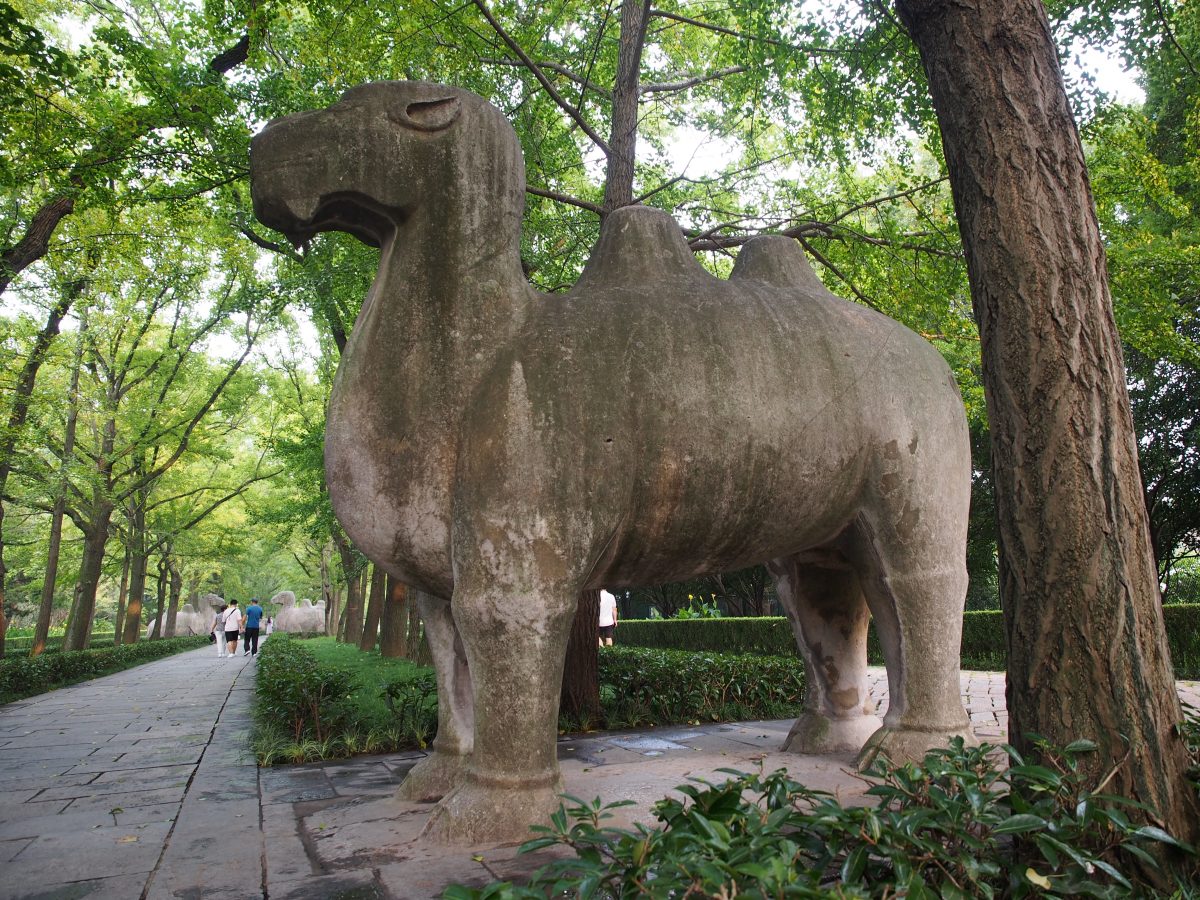 明孝陵·石刻·骆驼