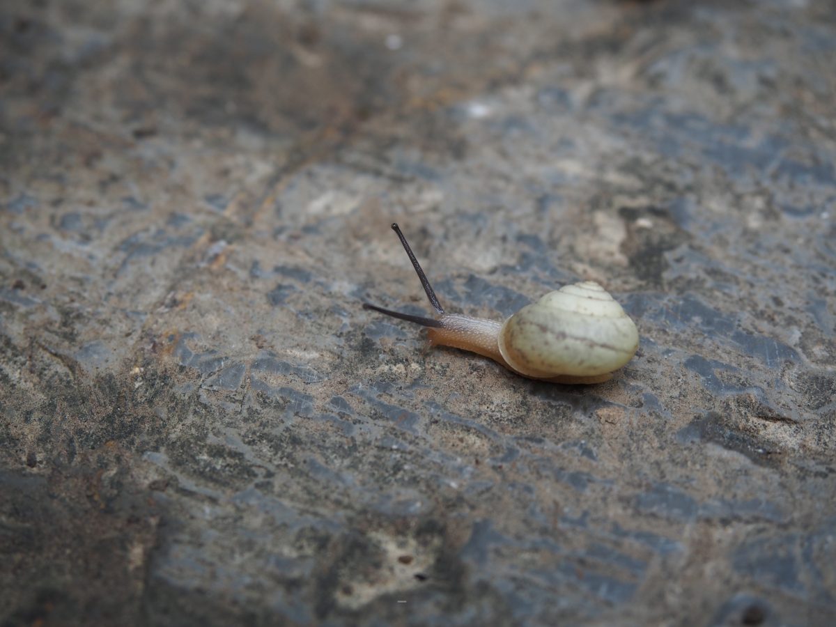蜗牛
