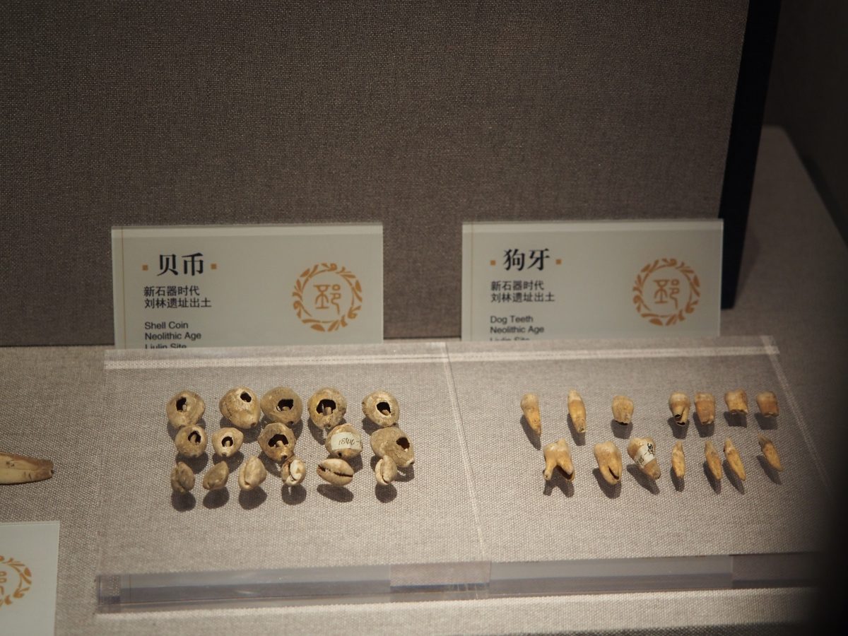 贝币(左),狗牙(右)
