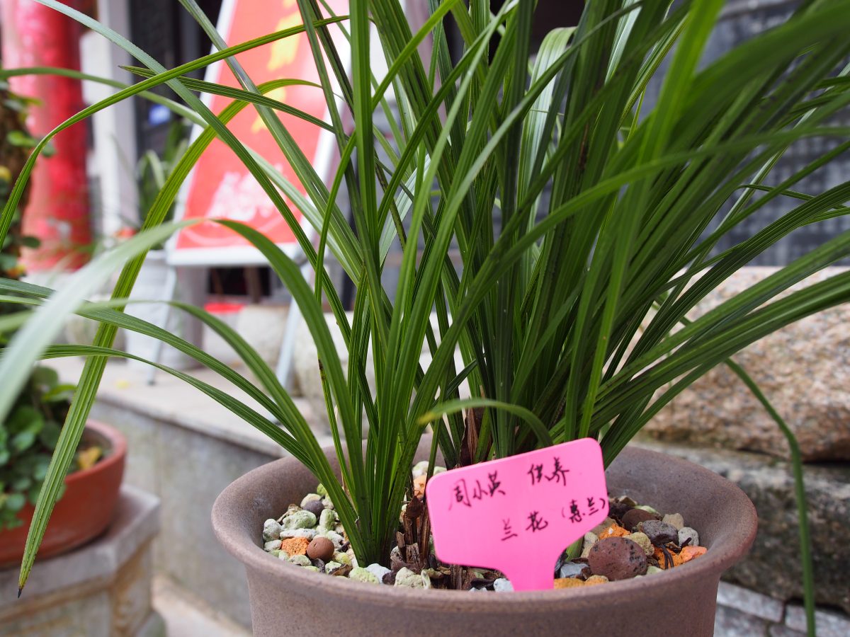 宜兴南岳禅寺·兰花·蕙兰