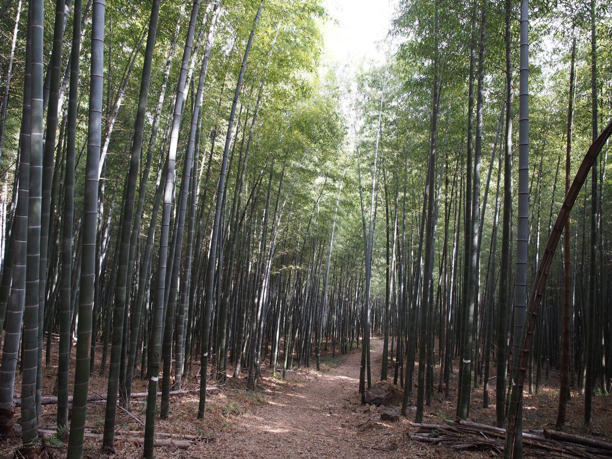 宜兴南岳禅寺·徒步