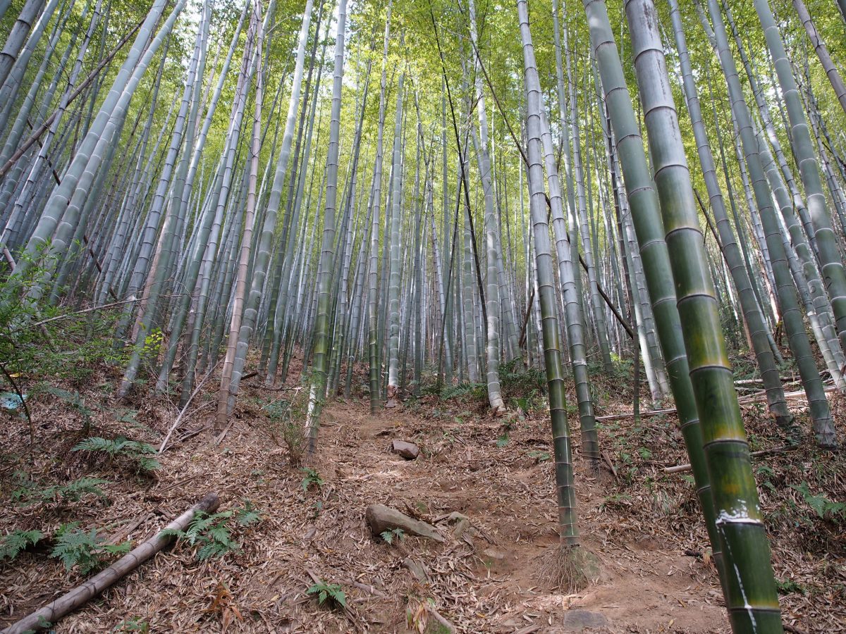 南岳寺竹林