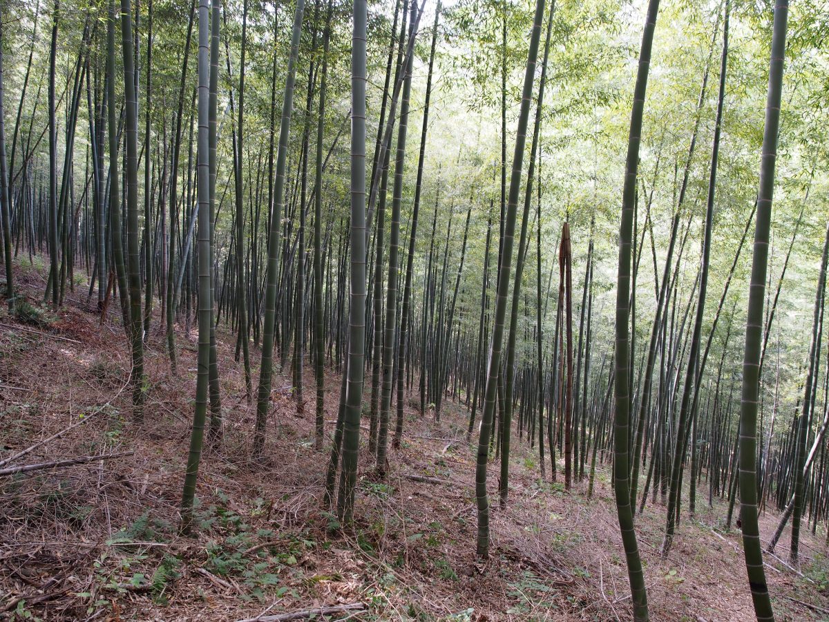 初冬宜兴南岳寺徒步