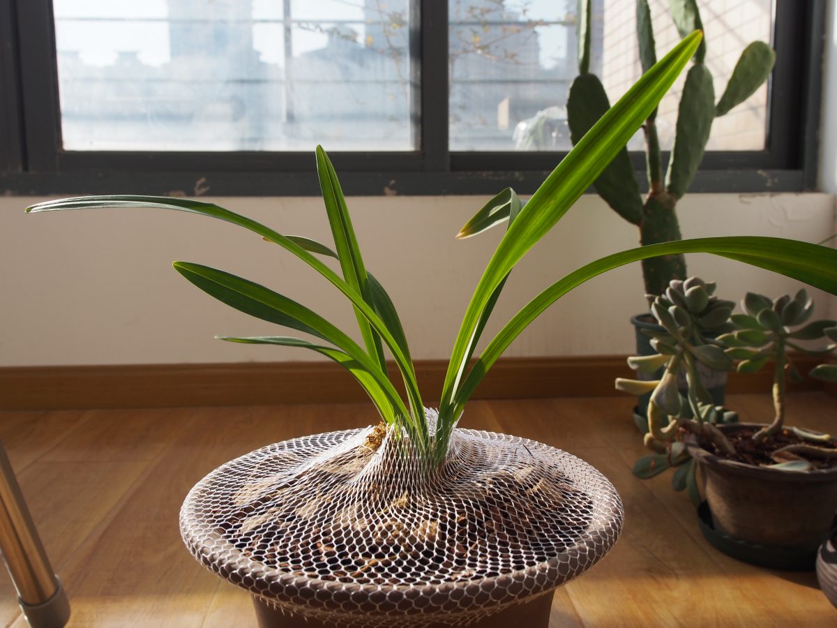 兰花·建兰君荷